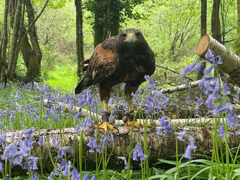 Falconry Ireland: the hawk walk is about a kilometre long