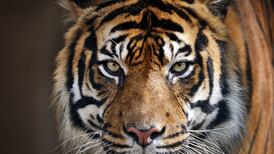 Tigers on the loose near Dutch village, police close in