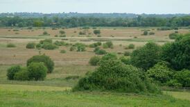 Pollardstown Fen: A hidden nature reserve in Co Kildare