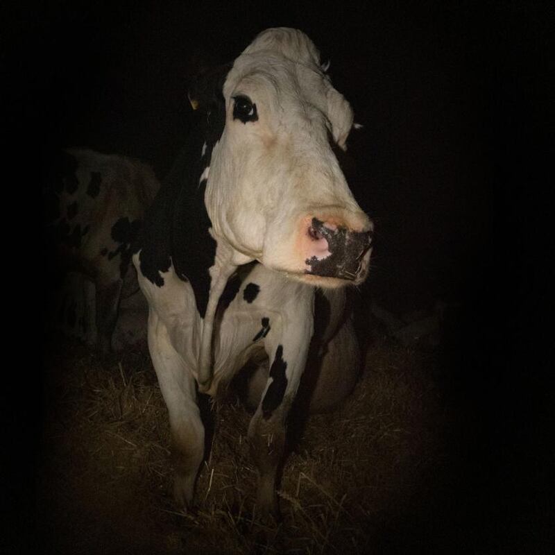Cow
