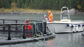 Salmon prices to leap over sea lice outbreak and Chilean algae bloom
