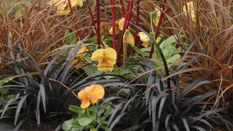 Winter pansies add a splash of welcome colour to containers at this time of year. Photograph: Richard Johnston