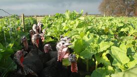 Christmas turkey price war begins to heat up