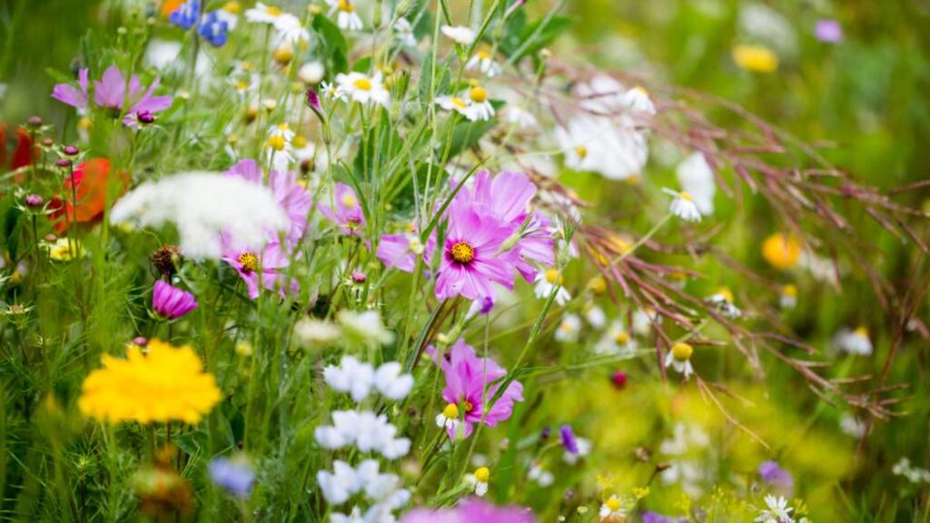 Even the smallest wildflower garden can encourage wildlife to offset carbon emissions. Photograph: Helaine Weide/Moment/Getty