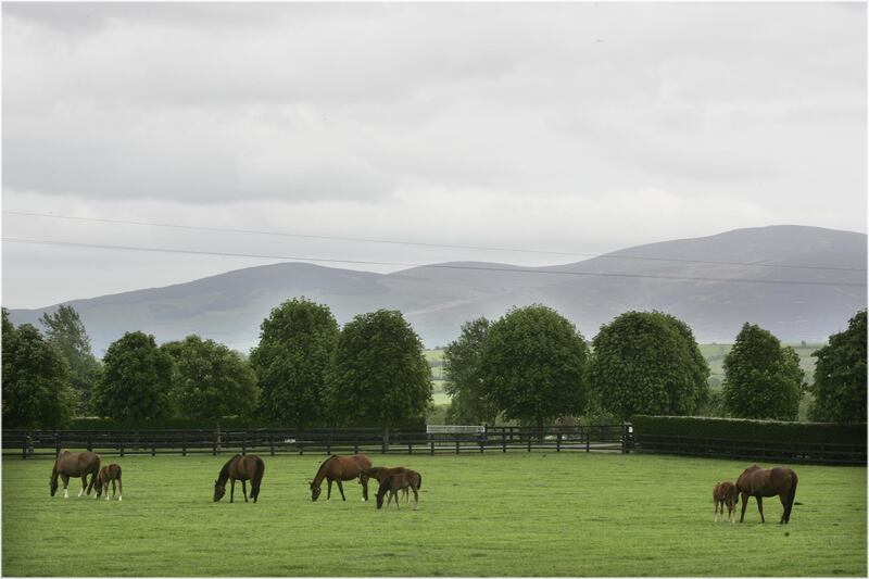 Mares and foals grazing at Coolmore Stud in Co Tipperary. Photograph: Dara Mac Dónaill