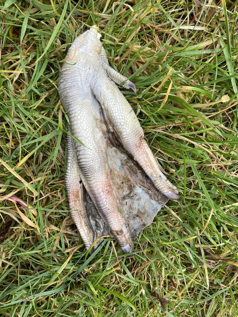 A swan's foot. Photograph: John Mc Evoy