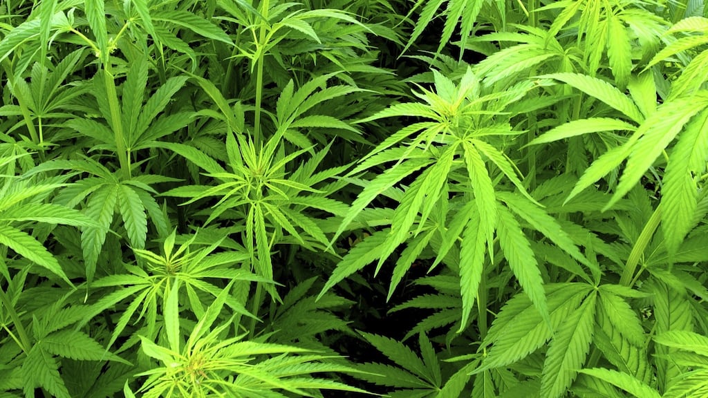 Supporters of cannabis use argue that ingesting the tetrahydrocannabinol component found in cannabis plants cultivated for recreational use relieves aches