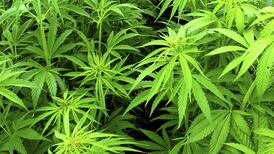 Chronic pain group says cannabis should not be freely available