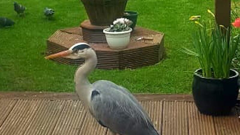 Visiting heron in Crumlin garden.