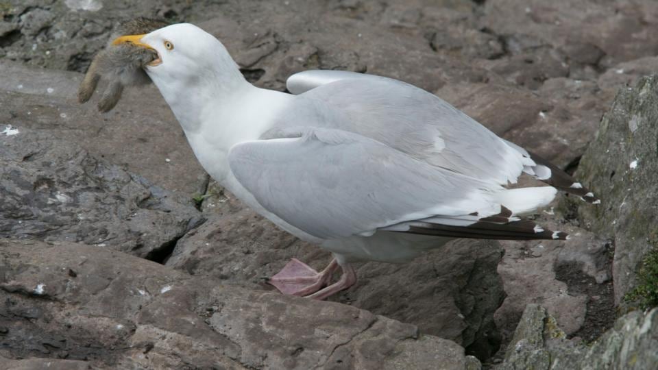 The gull swallows the young rabbit whole after killing it. Photograph: Michael Kelly
