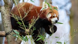 Red panda that went missing from Belfast zoo is found