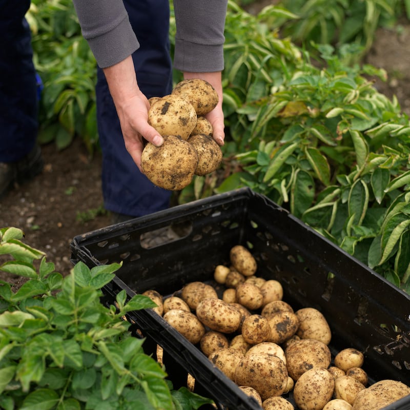 Keep an eye on blight warnings. Photograph: Richard Johnston