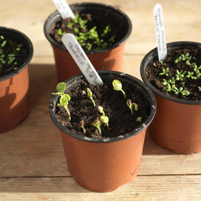 Newly emerged seedlings sown under cover in early spring. Photograph: Richard Johnston