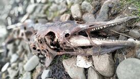 Eye on Nature: Your notes and queries for Ethna Viney