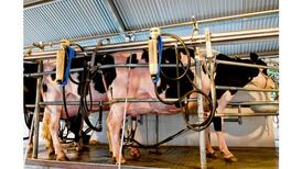 Did you hear the one about the self-milking cows?