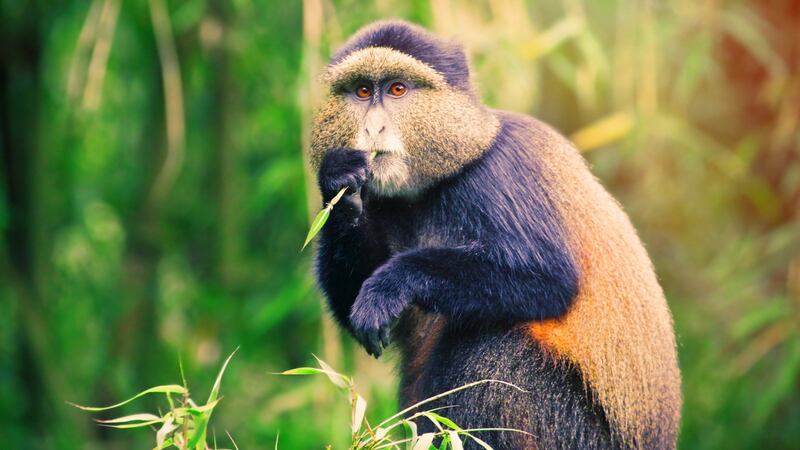 A golden monkey. They are only found in the habitat of the Virunga mountains
