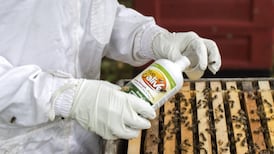 Seaweed helps bees ward off devastating bugs