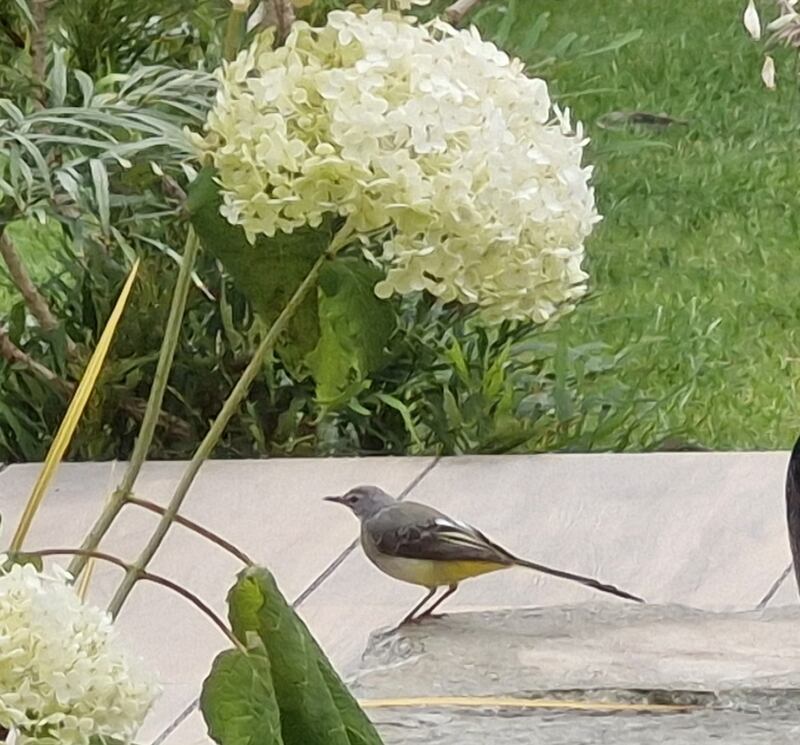 Grey wagtail. Photograph: Francis Chance