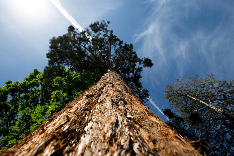 A California redwood tree in the park. Photograph: Tom Honan/The Irish Times