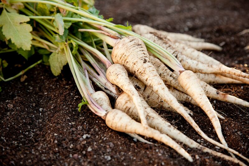 Parsnips can be left to sit in the ground for months until needed