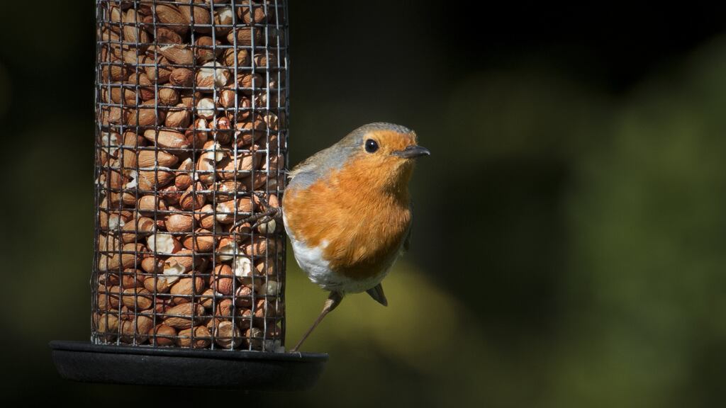 ‘The birds insisted on aggravating me; because they never touched the seed unless I took my eye away from the lens.’ Photograph: iStock