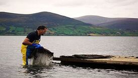Irish oysters an annual €6m success story in China