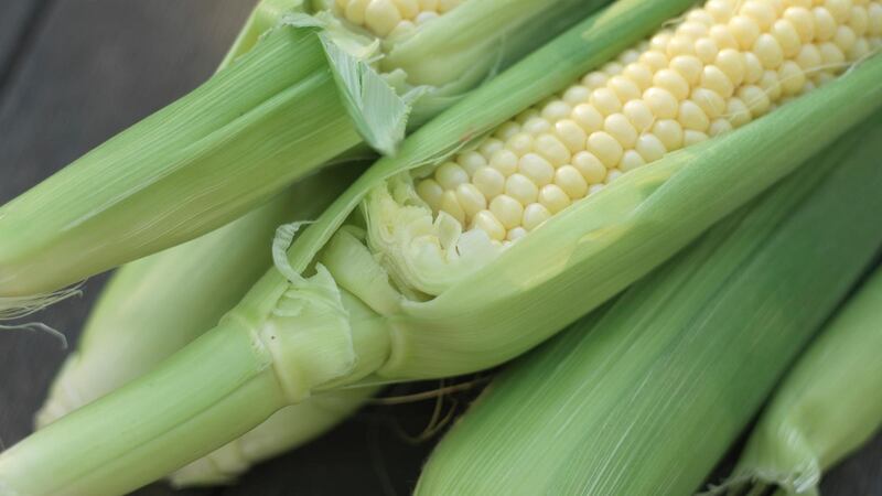 Freshly harvested Irish sweetcorn. Photograph: Richard Johnston