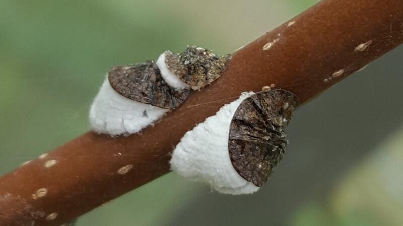 Eye on nature: the scale insects on Daniel Johnson’s pear tree; they are sap-sucking pests