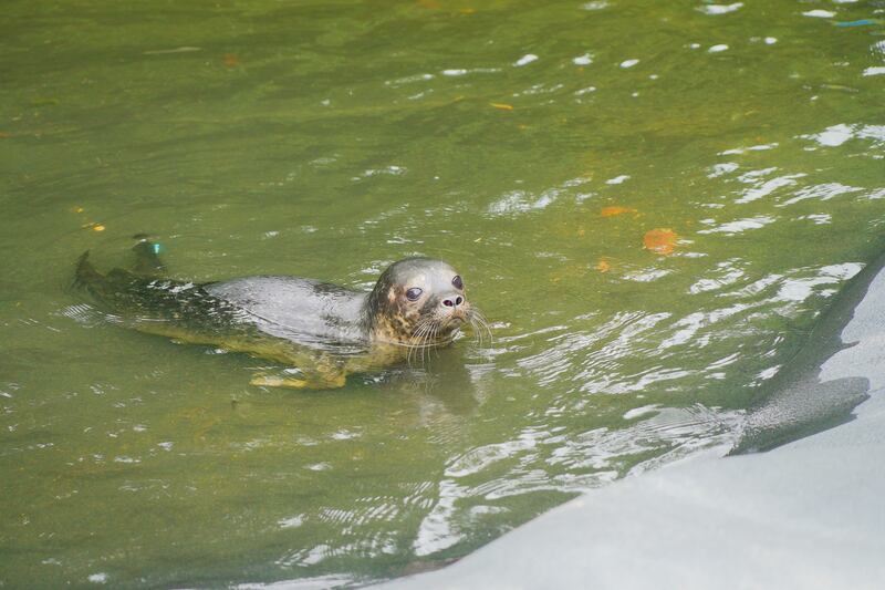 A young seal in the pool at the rescue centre in Courtown, Co Wexford. Photograph: Pedro Souza
