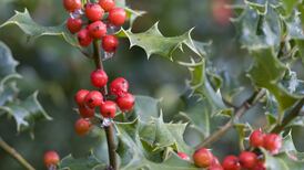 Variety is the spice of life: understanding how plants reproduce