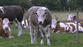 Test results from suspected BSE case due later this week