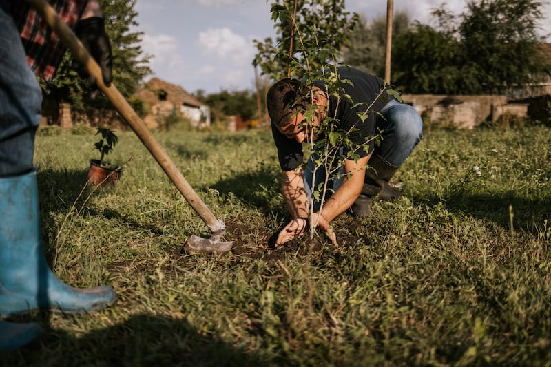 Plants end up in the wrong spot in our gardens for lots of other reasons in Ireland and October is the ideal month to move them. Photograph: iStock/Getty Images