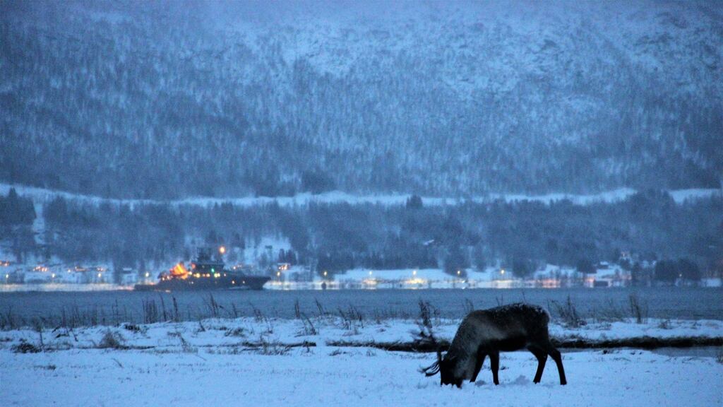 A reindeer grazing in the snow as a Norwegian patrol ship passes behind south of Tromso, Norway. Photograph: Stephen Starr