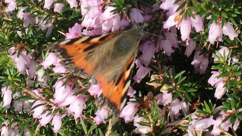 Tortoiseshell butterfly