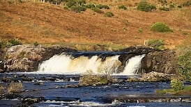Study shows survival rates of young salmon are in decline