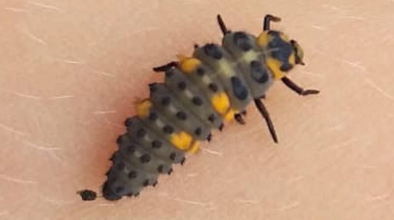 Larva of the 7-spot ladybird, called an Instar