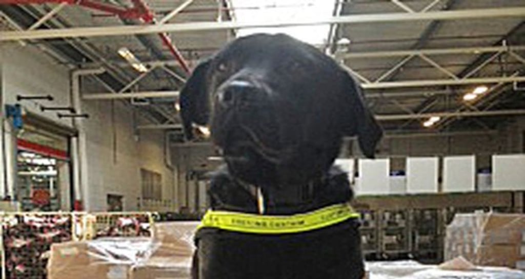 Elvis the Revenue detector dog who, along with his colleague Stella, was part of a joint intelligence-led operation involving Revenue’s Customs Service and An Garda Siochána. Photograph: Revenue