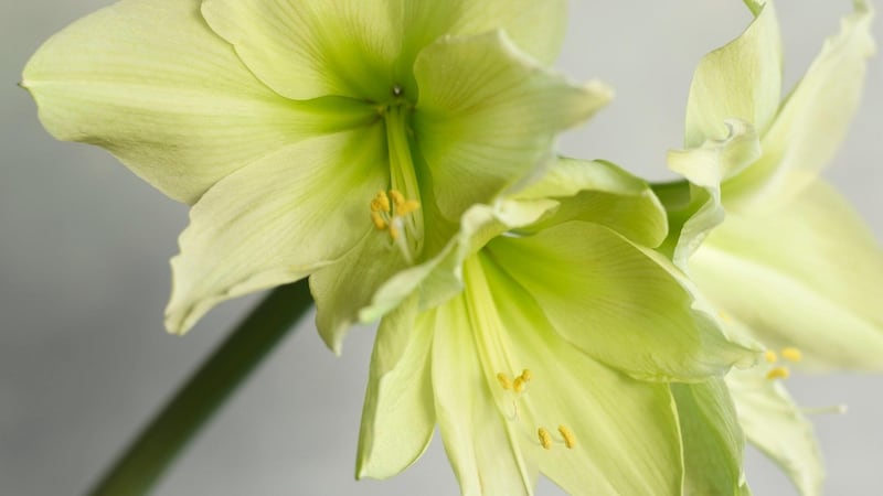 Amaryllis flowering in December. Photograph: Richard Johnston