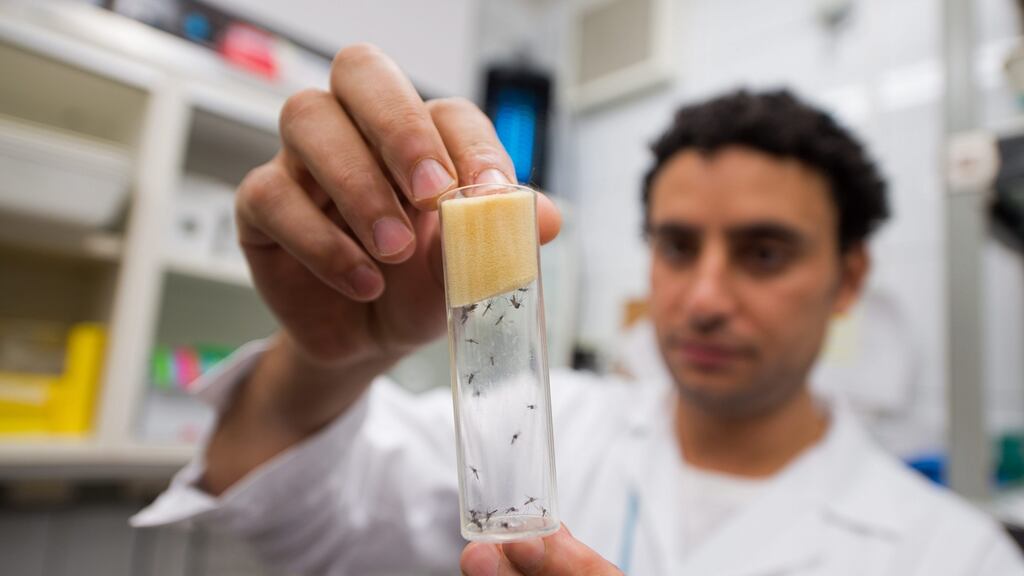 Aedes aegypti mosquitos which transmit Zika: A British study, published in the journal ‘Science’, reveals that when a high percentage of a population has become immune to an infection either through developing natural immunity or through vaccination, a wider outbreak becomes less likely. Photograph: Christian Bruna/Reuters