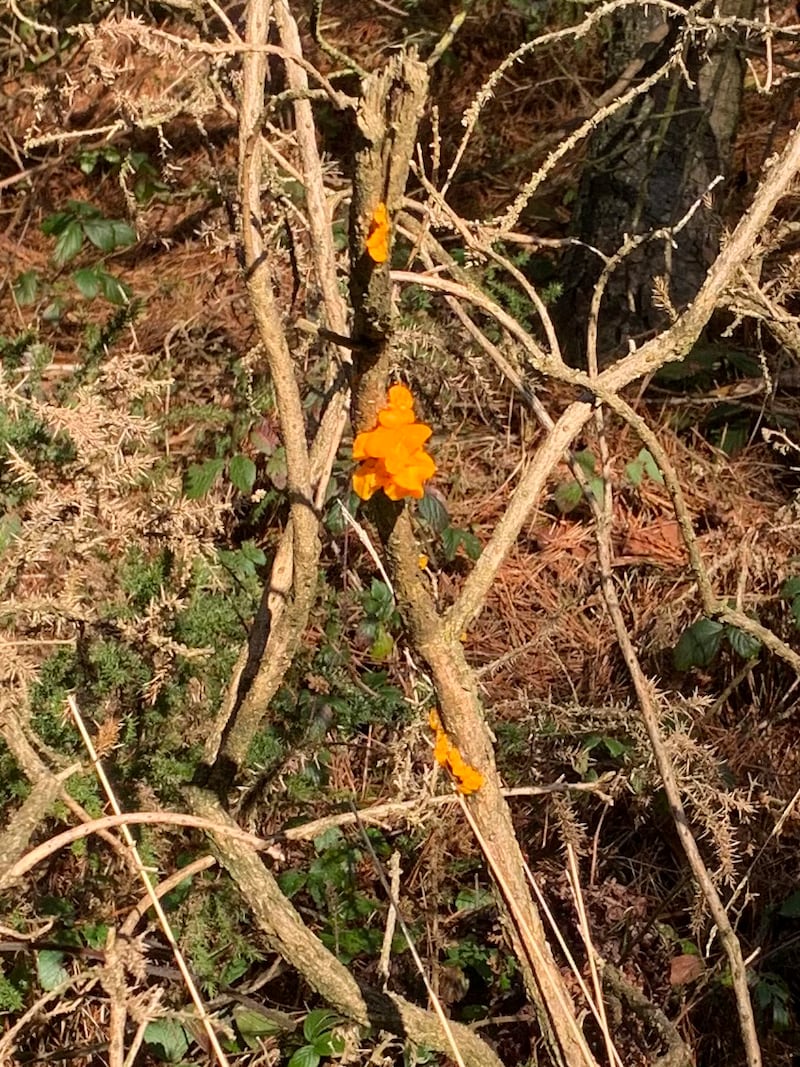 Yellow brain fungus seen in Wexford. Photograph: Michael Lunt