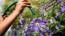 Hosepipe user who left tap running cuts off water supply to 90 people