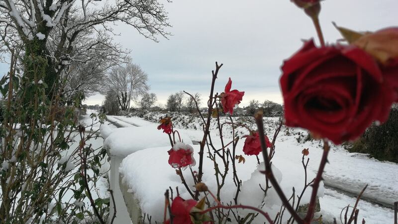 Last of Mary’s Roses, Moylough, Co. Galway Photograph: Joanie Mannion