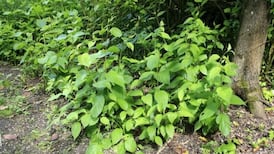 Council agrees to help rid Dublin neighbourhood of hated weed