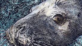 How have our grey seals adapted to eat venomous weever fish?