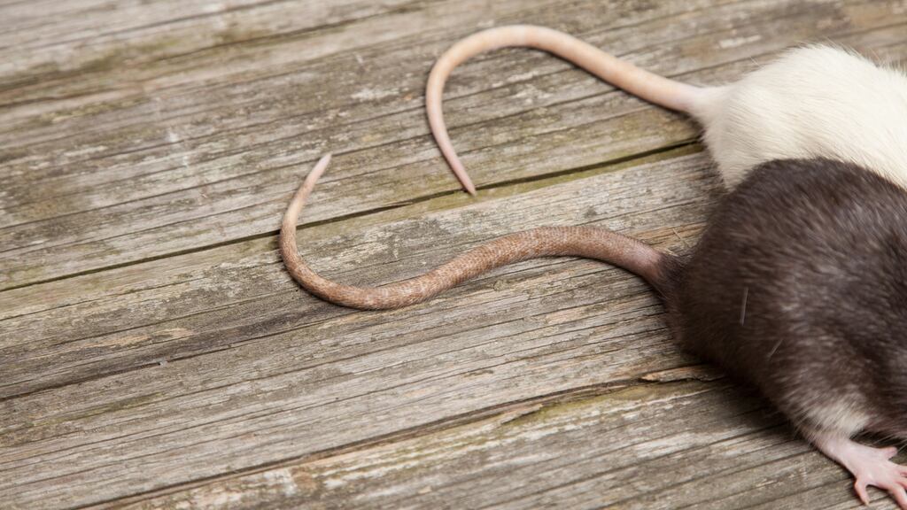 Evidence of rat activity in food contact materials and the equipment store room was found at one restaurant. Photograph: iStock