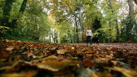 Words are like leaves? On the contrary, Alexander Pope