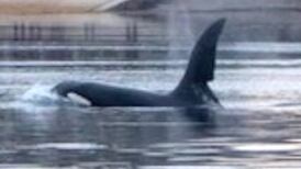 Did you spy the orcas in Strangford Lough? Readers’ nature queries