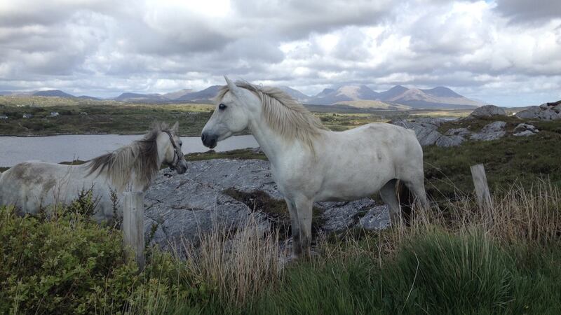 Connemara ponies in Ballyconneelly