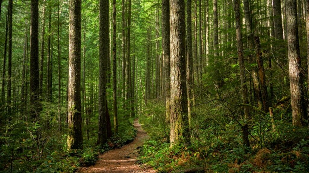 Afforestation ‘is one of the highest policy priorities on our agenda at the moment,’ the Oireachtas Environment and Climate Change Committee was told. Photograph: iStock.