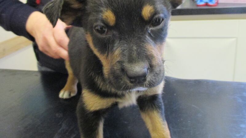One of five puppies (seven weeks old) found dumped in a cardboard box in north Cork this week. Puppies were sick and weak.